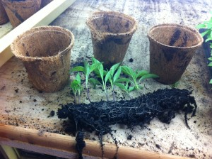 pots and peppers