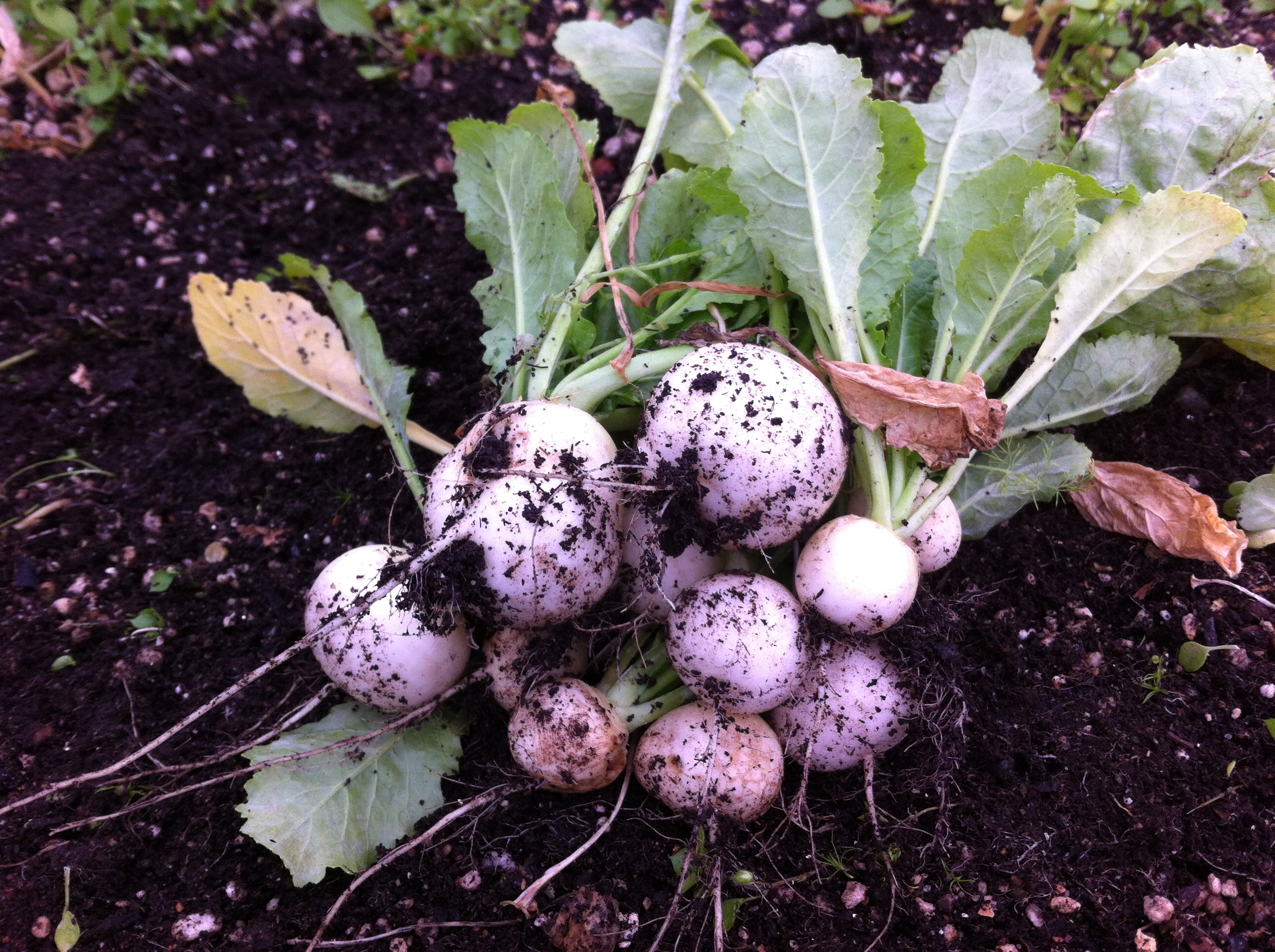 Noble Rot - Rooftop Garden