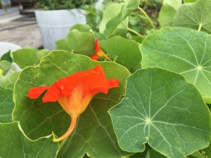 Nasturtium