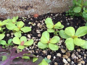 Purslane