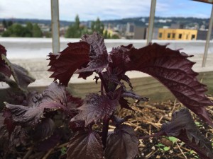 Shiso